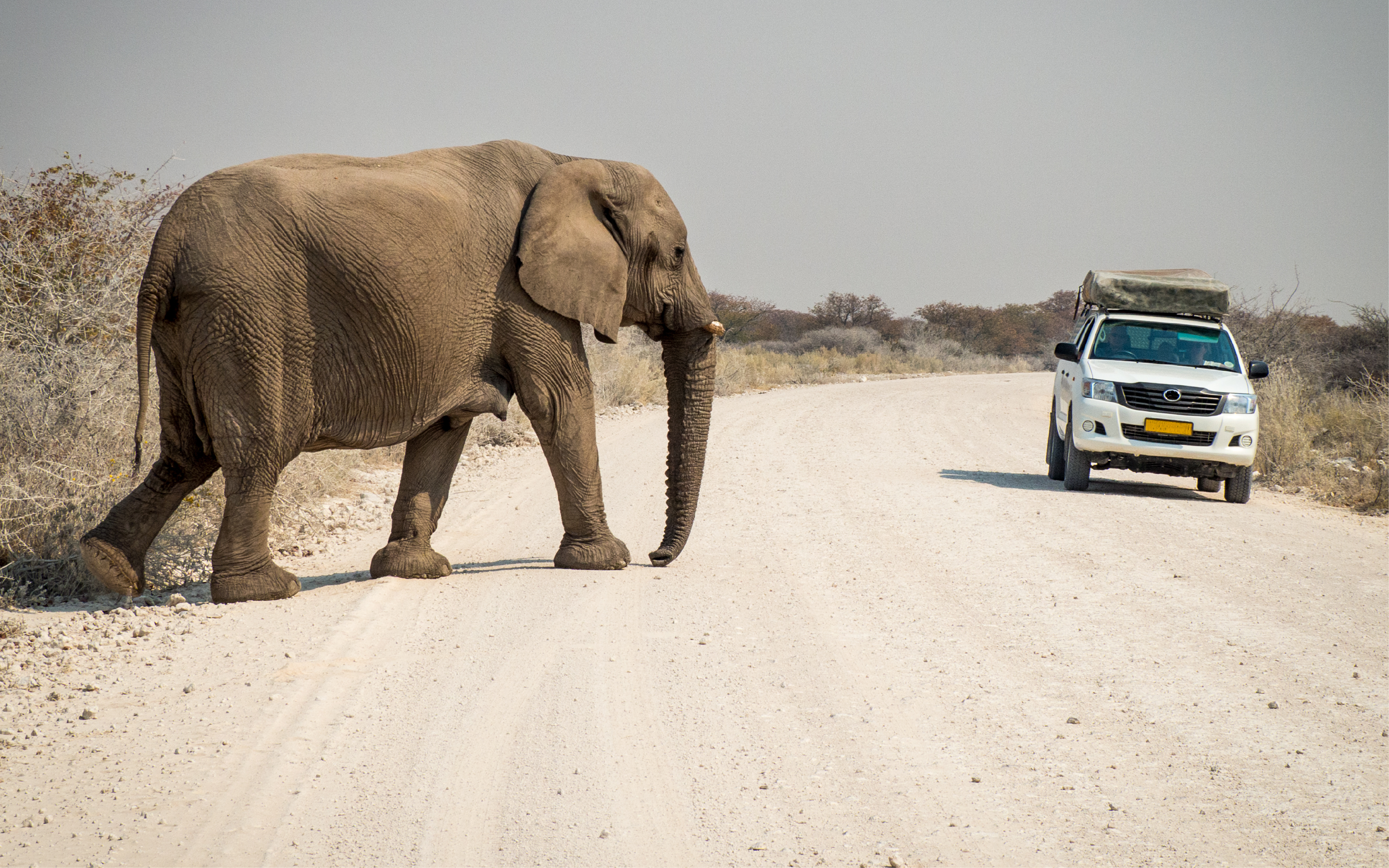 SELF-DRIVE SAFARIS