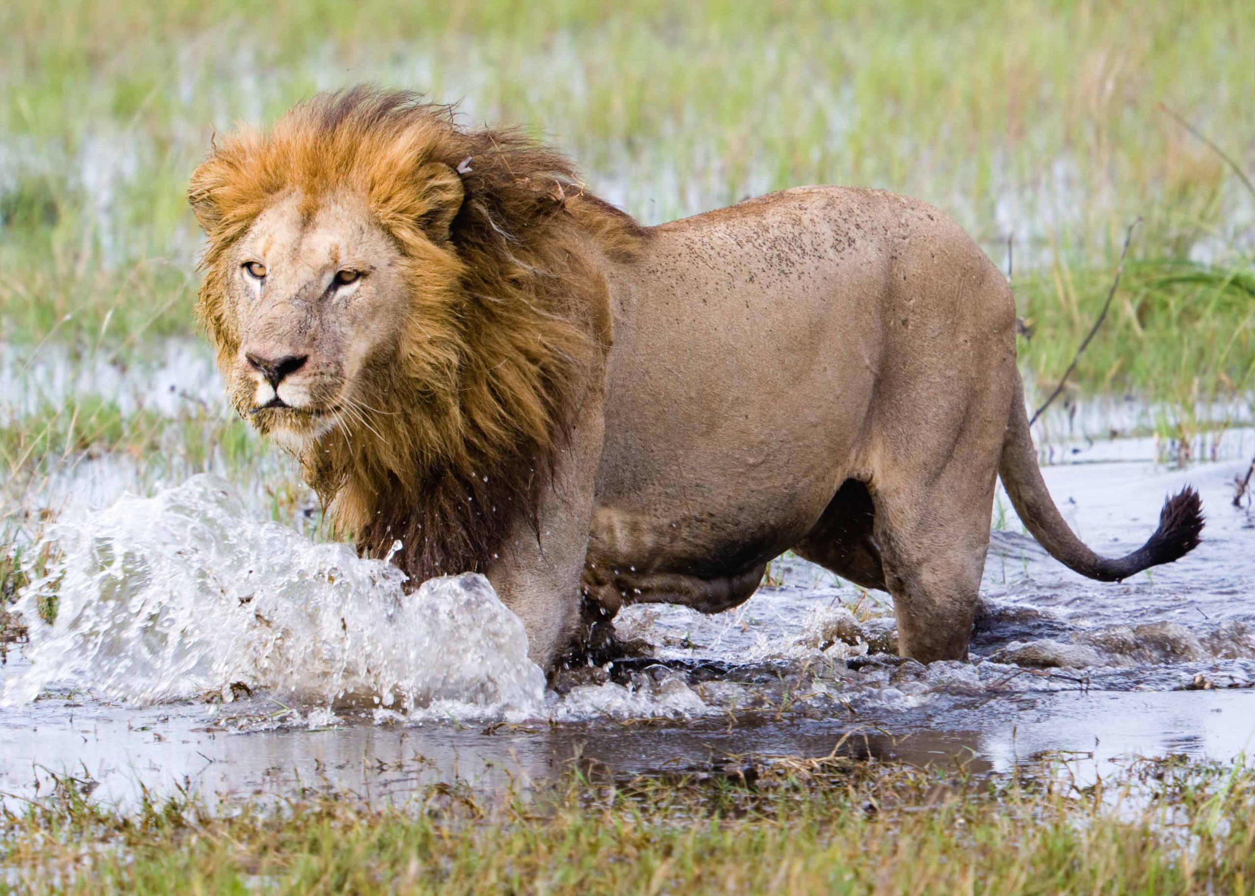 Running Lion